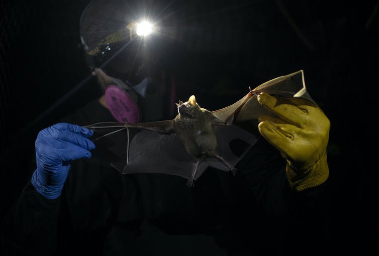 Person wearing respirator, gloves, and headlamp holding bat up to the light.