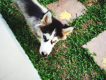 High Angle View Of Dog On Grass