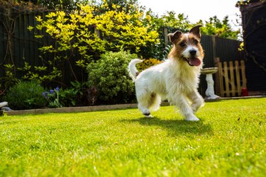 Jack Russell Puppy Playing In Yard