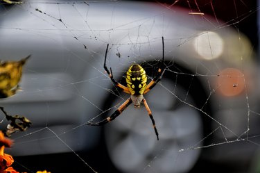 Spider on web