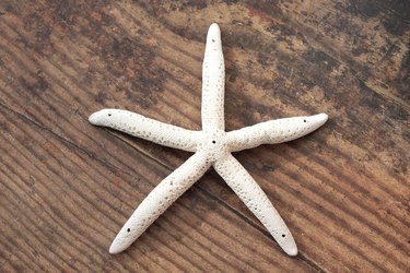 starfish