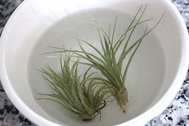 tillandsia