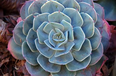 Echeveria succulent plant