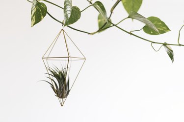 Air plant in a pendant