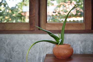 Aloe vera on a wooden table