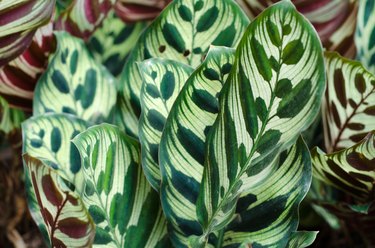 Calathea plant, backgrounds