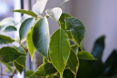 The aspidistra leaves