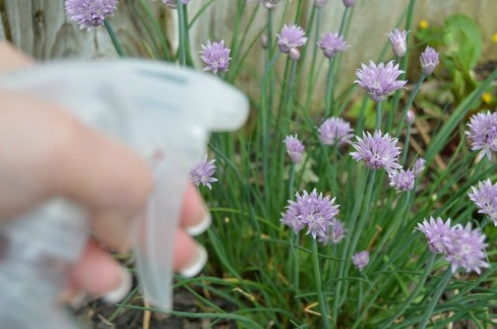 Homemade Bug Spray