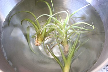 tillandsia