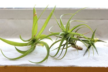 hydrated tillandsias