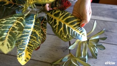 Artificial croton plant.