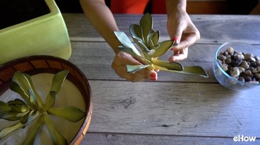 Bending fake succulent for asymmetry.