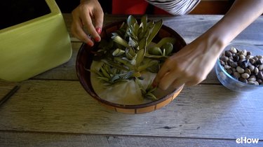 Creating an asymmetrical succulent arrangement.