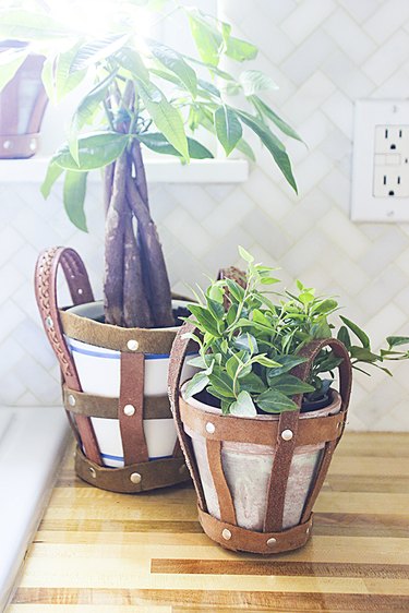 Plant holders in kitchen