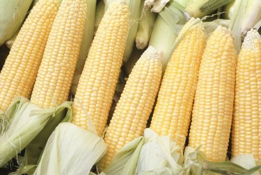 Corn cobs, (Close-up)