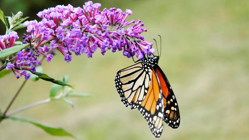 butterfly bush