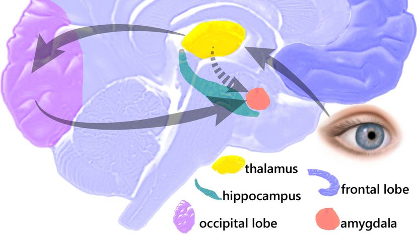 Amygdala