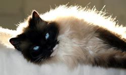 When lifted, ragdoll cats have a tendency to go limp.  No one knows why.