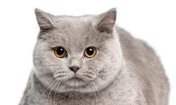 British shorthairs have often been the model for depictions of witch's cats.