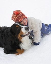 Bernese Mountain dogs are great with kids.